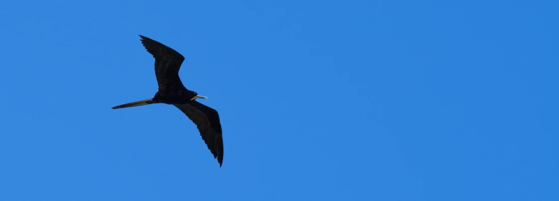 Durante mi reciente descanso junto al mar, un compañero inesperado captó toda mi atención: la Fregata magnificens, un ave que tiene mucho más detrás de su elegante vuelo que solo apariencia. Mientras la observaba en el horizonte, me pregunté qué la hacía tan especial, y así descubrí una historia fascinante que mezcla naturaleza, cultura y hasta relatos de marineros del pasado. /posts/152---pajaro-fragata/featured-image.webp