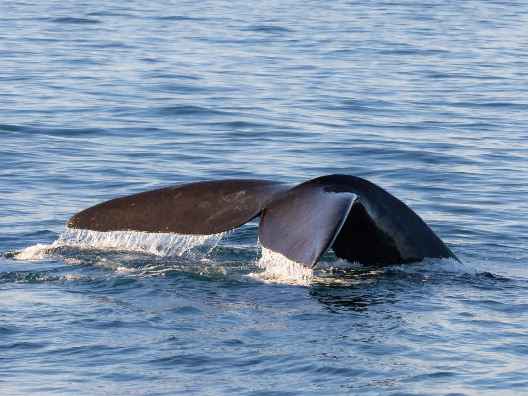 /posts/157---peninsula-valdes/ballena.webp
