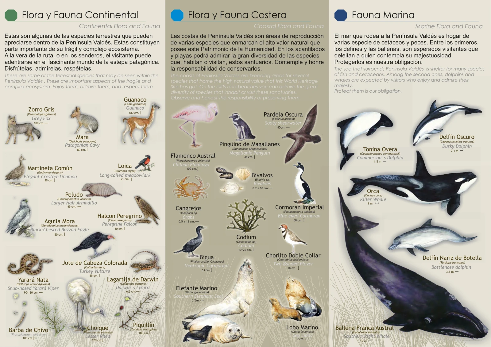 /posts/157---peninsula-valdes/fauna.webp