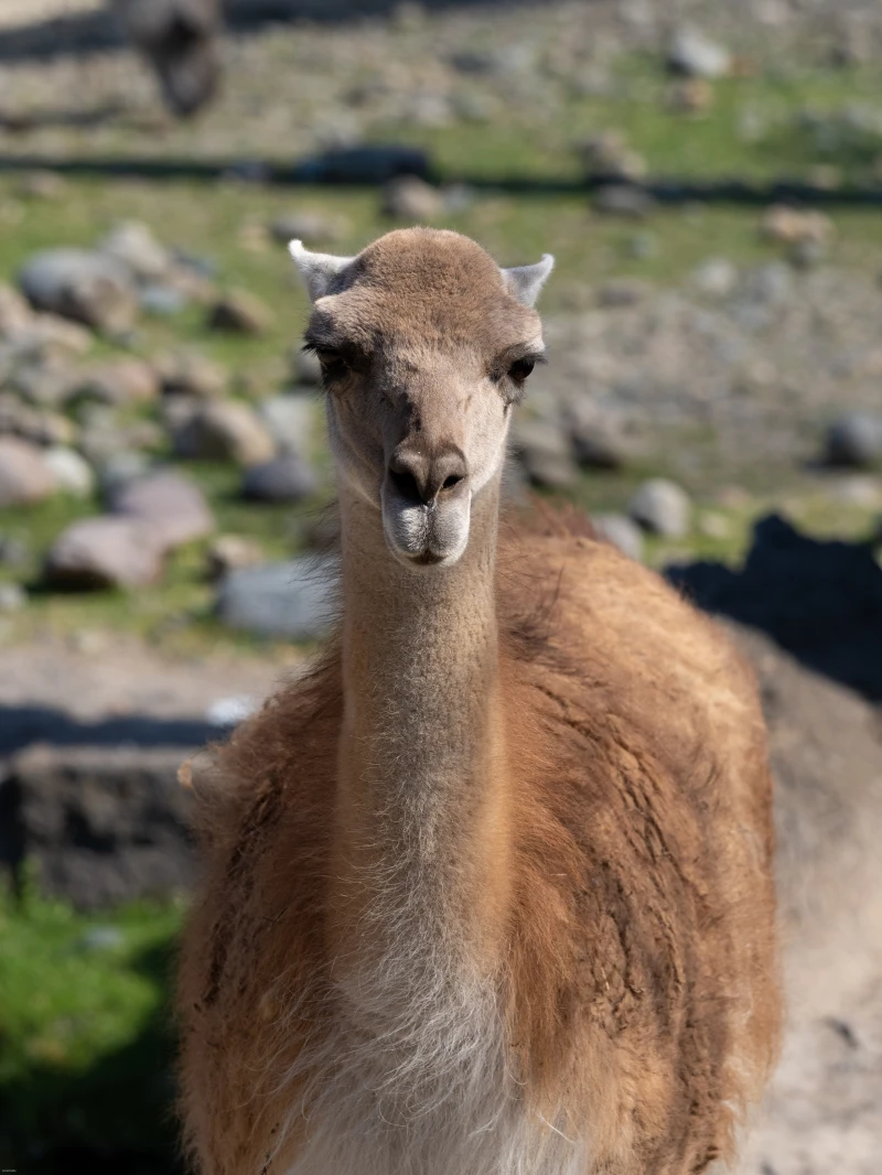 /posts/157---peninsula-valdes/guanaco.webp
