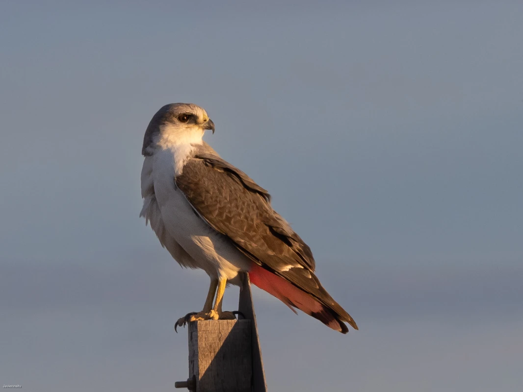 /posts/157---peninsula-valdes/halcon.webp