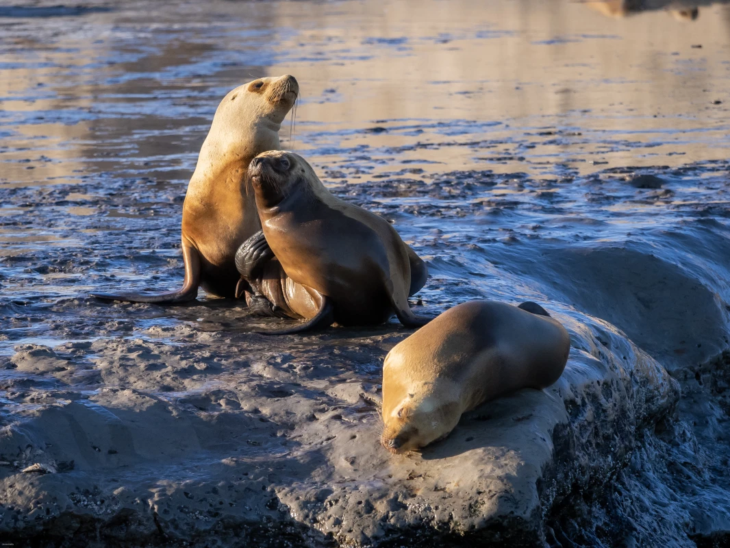 /posts/157---peninsula-valdes/lobos.webp